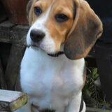 Zazou Puppy