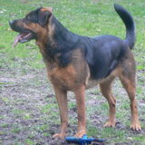 Jara Kruising rottie x herder