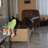 Crocky het maatje van Rocco...ons andere kind