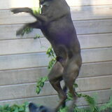 Oud edoch elastisch! (Tairo 2007, 8 jaar oud)