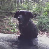Mungo 2006