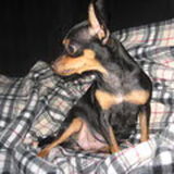Mijn russian toy terrier van 2 jaar