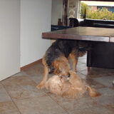 Foto van liesbeth,Turbo,Luna, Levi en Faith