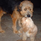 Foto van liesbeth,Turbo,Luna, Levi en Faith