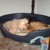 Foto van liesbeth,Turbo,Luna, Levi en Faith
