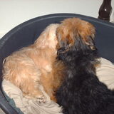 Foto van liesbeth,Turbo,Luna, Levi en Faith