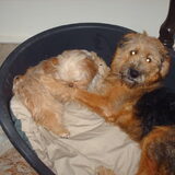 Foto van liesbeth,Turbo,Luna, Levi en Faith