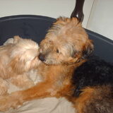 Foto van liesbeth,Turbo,Luna, Levi en Faith