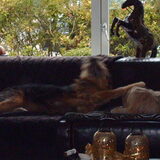 Foto van liesbeth,Turbo,Luna, Levi en Faith