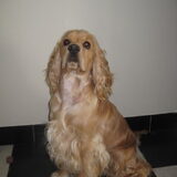 Foto van Kim & Peet met Cooper & Quiero