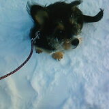 Heerlijk die sneeuw:-)