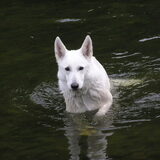 Wéér in het water!