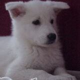 Lief