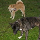 spelen met mijn vriendin Zita ook een Akita :)