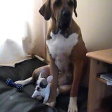 Mijn Fila Brasileiro met zn kleine vriendinnetje Frans Bulletje Massara.