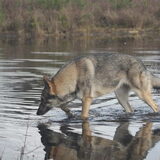 Foto van Leffe Saarlooswolfhond