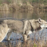 Foto van Leffe Saarlooswolfhond