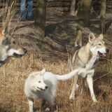 Foto van Leffe Saarlooswolfhond