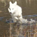 Foto van Leffe Saarlooswolfhond