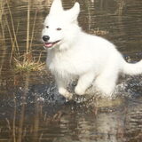 Foto van Leffe Saarlooswolfhond