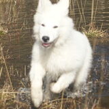 Foto van Leffe Saarlooswolfhond