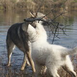 Foto van Leffe Saarlooswolfhond