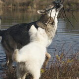 Foto van Leffe Saarlooswolfhond
