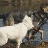 Foto van Leffe Saarlooswolfhond