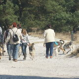 Foto van Leffe Saarlooswolfhond