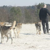 Foto van Leffe Saarlooswolfhond
