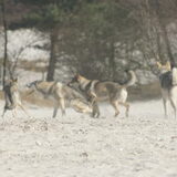Foto van Leffe Saarlooswolfhond
