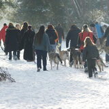 Foto van Leffe Saarlooswolfhond