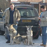 Foto van Leffe Saarlooswolfhond