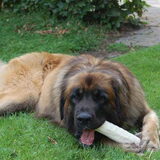 Vito...onze Leonberger van twee jaar...dol enthousiast en drinkt 12…