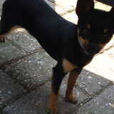 Heb 2 chihuahua's..een teefje die heet Ukkie en en reu genaamd Chico..