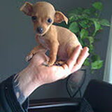 Chico 12 weken..past op je hand