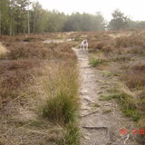 één van de mooiste plaatsen om met je hond te wandelen.