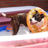 waterrat