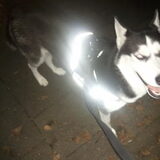 laika's nieuwe harnas hehe hoezo reflection merk er niks van baasje