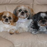 mijn 3 shih's