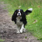 Wandeling cavalierclubweekend
