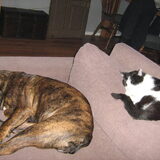 samen met Frummel slapen