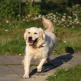Luna in het uitlaatgebied.