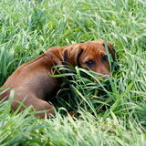 in het gras.