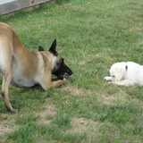 Nala en de Mechelaar Lady