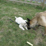 Nala en Lady