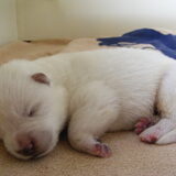 Aiko (dag 6)