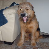 Foto van liesbeth,Turbo,Luna, Levi en Faith