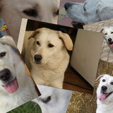 collage Riva