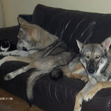 Foto van Leffe Saarlooswolfhond